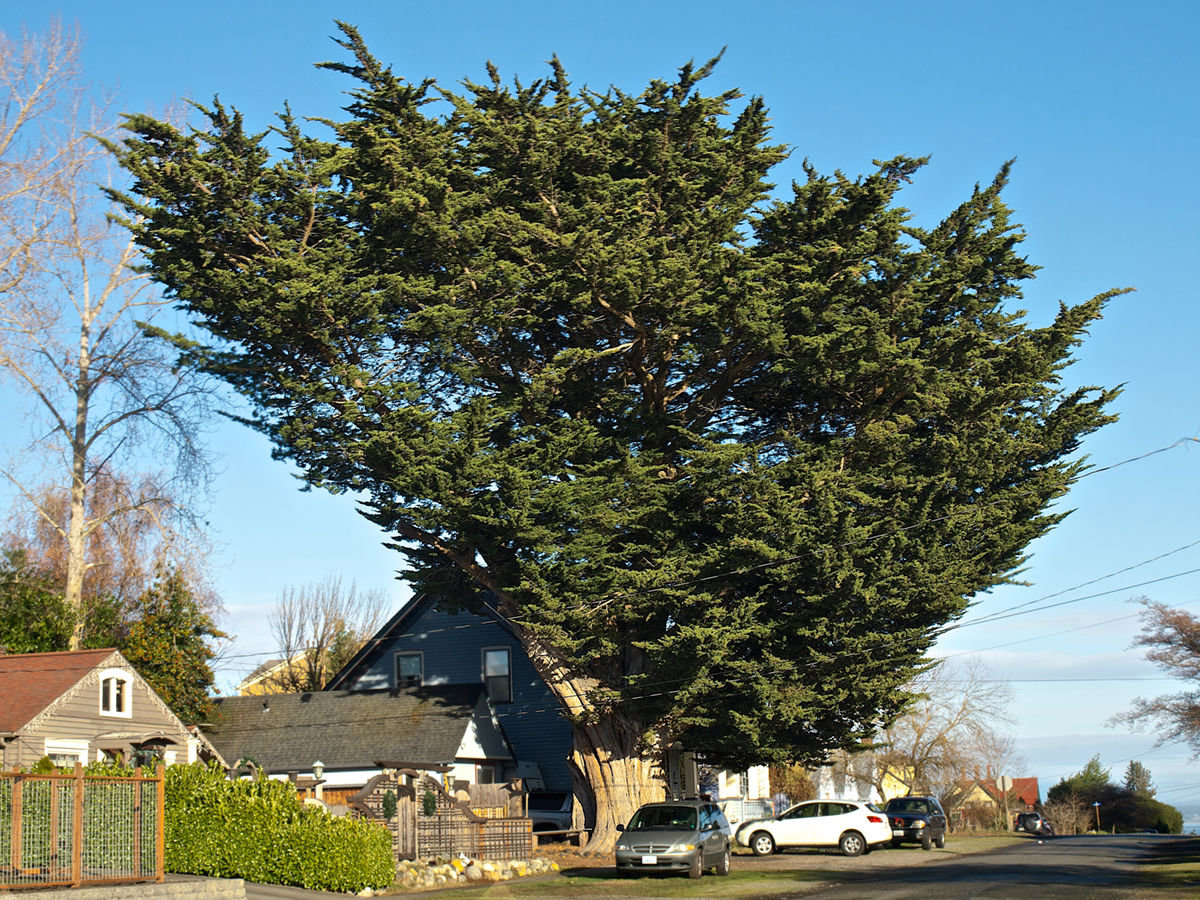 The Monterey Cypress tree in its former glory, before a portion of it fell last week. The tree was over 150 years old, 60 feet tall and more than 33 feet around. 