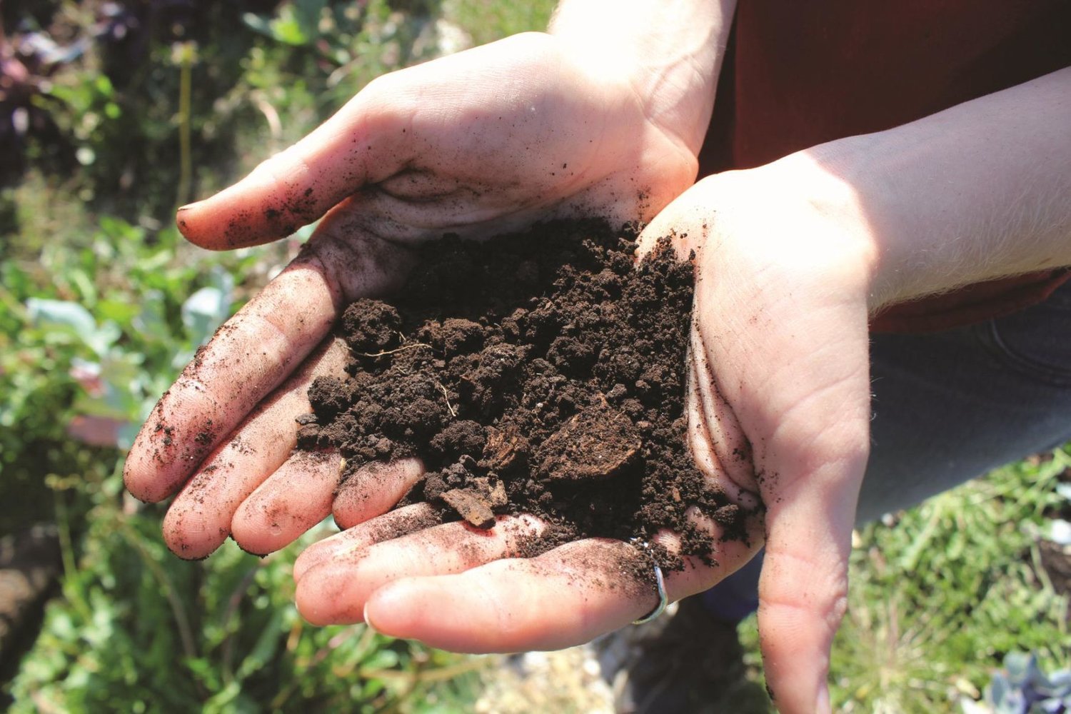 The soil in Chimacum is rich with beneficial bacteria, fungi, worms, beetles, and hundreds of other organisms.