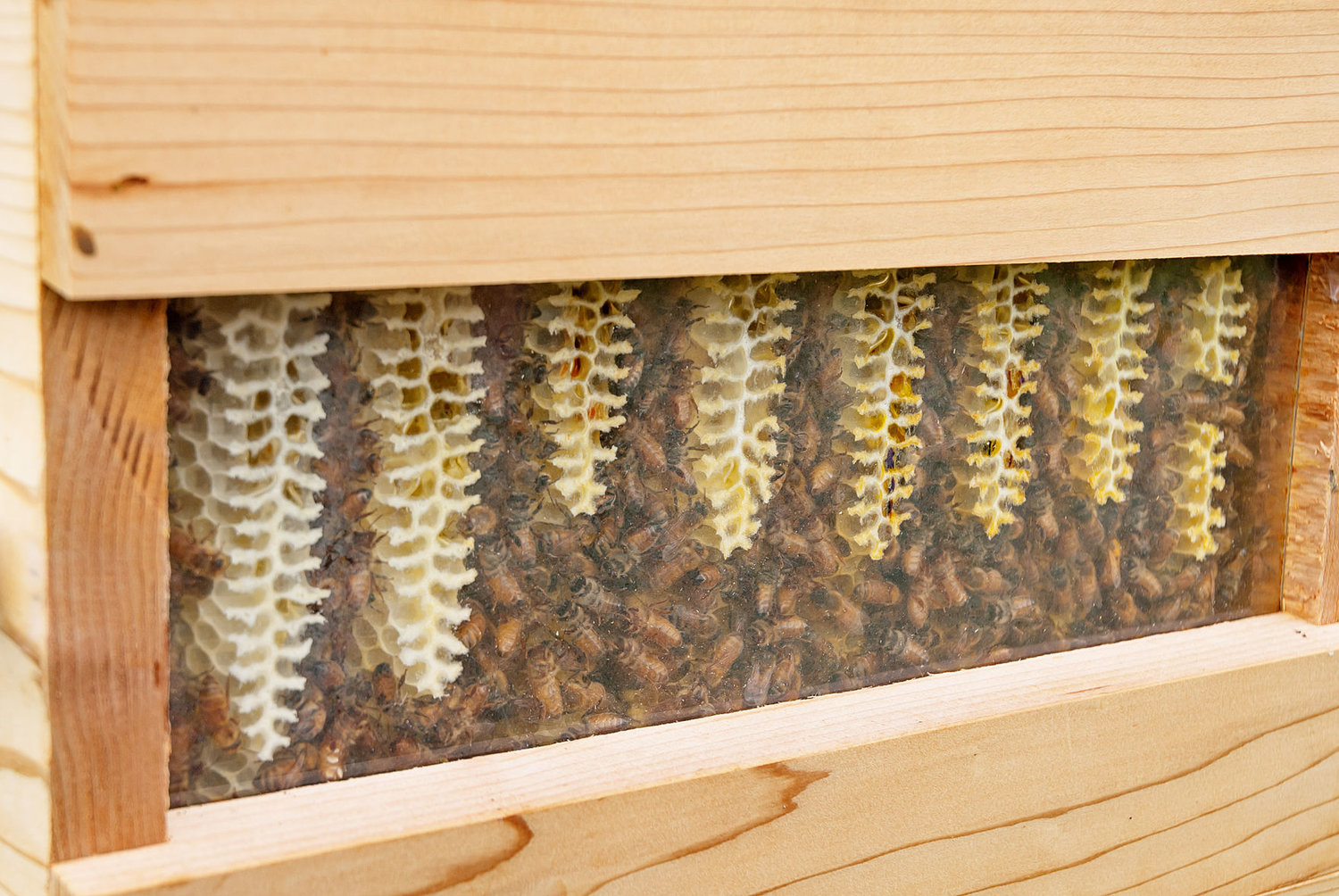 A window in one of the school’s four beehives allows students to watch the bees work to create honeycomb. Photo by Chris Tucker