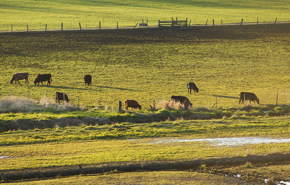 Cows graze in a fenced-off field along Center Road on March 30. Since fencing was installed in the 1980s, there is less fecal matter going into Chimacum Creek, although human fecal matter has been detected. Photo by Chris Tucker