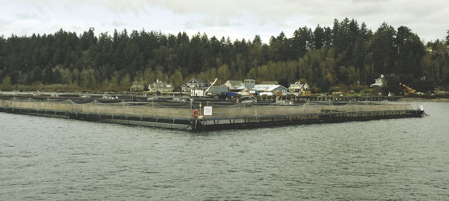View from the water of a commercial fish farm near Bainbridge Island. Photo by Jessica Payne, Department of Ecology