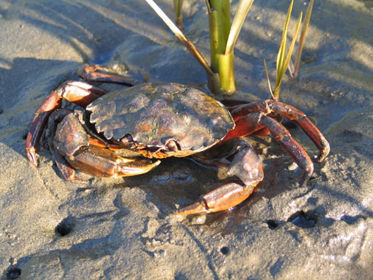 The European green crab has wreaked havoc on coastal communities, including areas near Victoria, British Columbia. Washington Sea Grant has set up monitoring sites at various locations on Puget Sound shores, including four in Jefferson County, and asks the community to be on the lookout for this invasive species. Adults measure about 3 inches across, and the crabs vary in color, despite the name. Photo courtesy of P. Sean MacDonald, University of Washington