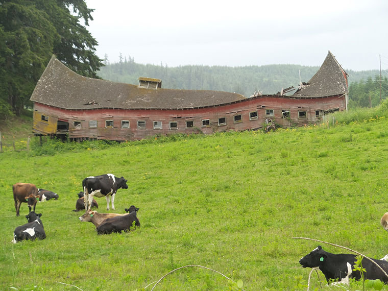 Cows still graze in the fields near the 1915 dairy barn, but have not been worked inside the barn since the 1970s. Bishop Dairy purchased the barn and surrounding 40 acres to preserve pastureland. The barn's roof partially collapsed in 2015. This photo was taken May 28, 2016. Photo by Margie Gormly