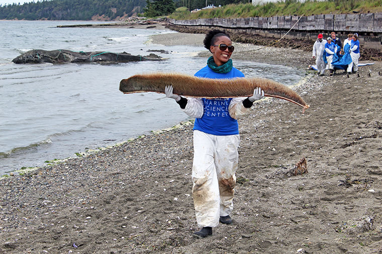 Karlisa Callwood, program director at the Port Townsend Marine Science Center, carries one side of the gray whale's baleen away from the Indian Island beach May 18 as eight volunteers, in the background, carry one pectoral fin. The baleen, comprised of keratin – the same structural protein that hair and nails are made from – is too delicate to survive underwater and is set to be cleaned and preserved for articulation. Photo courtesy Port Townsend Marine Science Center