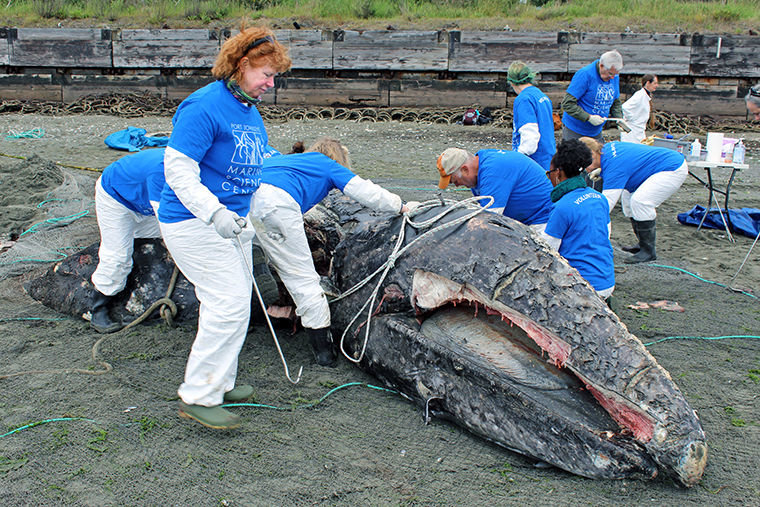 With a net in place under the whale, Port Townsend Marine Science Center board member and volunteer Sue Long helps with the removal of the pectoral fins May 18. Those fins are to be scanned to ensure proper articulation of the finger-like bones. The whale is pictured here after its baleen has been removed. Photo courtesy Port Townsend Marine Science Center