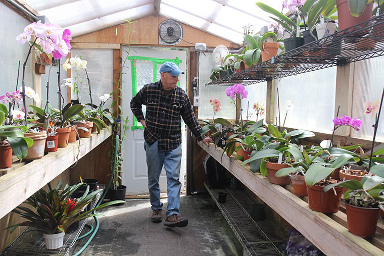 Dick Schneider stands in a greenhouse at RainCoast Farms, where, in addition to experimenting on tomatoes, apples, strawberries and other fruits, he operates the Orchid Recovery Project, which takes in dying orchids and revives them, then gives them away to people in need of cheering up. Photo by Allison Arthur