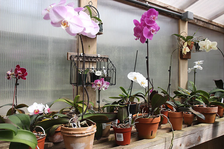 A lineup of orchids includes blooming plants as well as a few that have yet to show their inner beauty a second time. Dick Schneider has a background in science and investment. One of his sons, a physician, got him interested in reviving orchids three years ago. Since then, he's taken in almost 500 orchids and found new homes for half. Photo by Allison Arthur