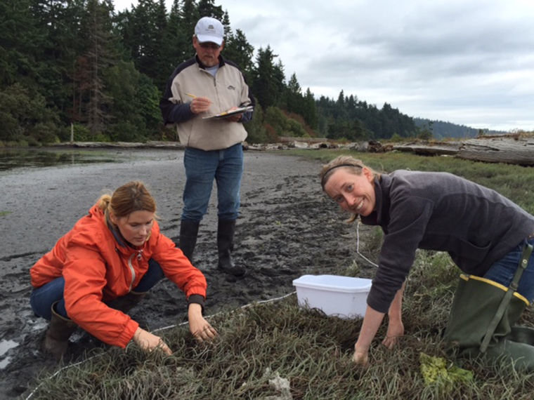 Volunteers monitor a site at Kala Lagoon, between Kala Point and Chimacum Creek along Port Townsend Bay, for European green crabs, an invasive predator known to threaten shellfish. Courtesy photo