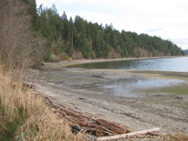 This photo shows the shoreline along Tarboo-Dabob Bay, a portion of which was recently acquired from Taylor Shellfish Farms by DNR as an addition to the Dabob Bay Natural Area. Courtesy photo by Northwest Watershed Institute