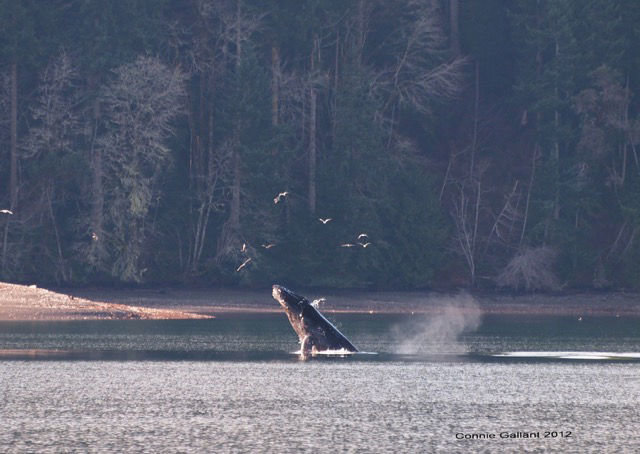 A humpback whale was spotted in 2012 on the west side of Dabob Bay near the Taylor Shellfish shoreline property, which was recently purchased by DNR as an addition to the Dabob Bay Natural Area. Courtesy photo by Connie Gallant