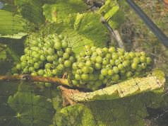 Melon de Bourgogne grapes are one of six types of grapes grown at Marrowstone Vineyards.