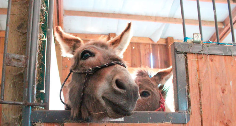 Two miniature donkeys were seized from a Sequim residence June 24 after someone reported that their hooves were severely overgrown. They are now being cared for at Center Valley Animal Rescue near Quilcene. Photos by Hannah Ray Lambert