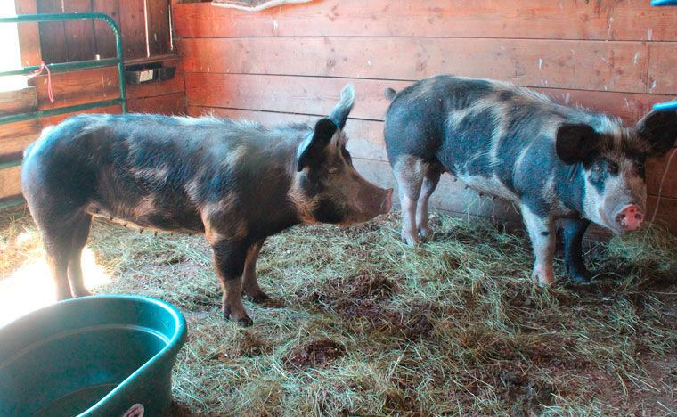 The death of one of three pigs on the Sequim property allowed deputies to seize the remaining animals.