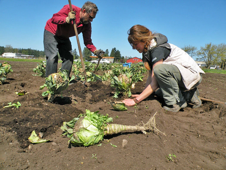 Jim Moravec, a volunteer from Bremerton, helps plant cabbages with farm intern Katy Davis, who also is working on a project with Laurie McKenzie, an education specialist with the Organic Seed Alliance. The alliance is experimenting with cabbage as well as onions on 1 acre at Finnriver Orchard, a new endeavor associated with Finnriver Farm &amp; Cidery and located at the former Brown Dairy. Photo by Allison Arthur
