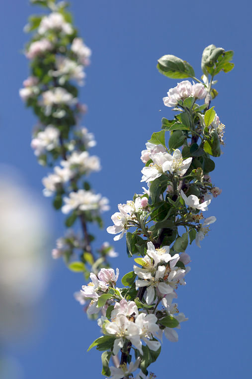 Finnriver Farm &amp; Cidery apple tree blossoms soak up sunshine April 30, 2015 at the historic Brown Dairy in Chimacum. Photo by Nicholas Johnson