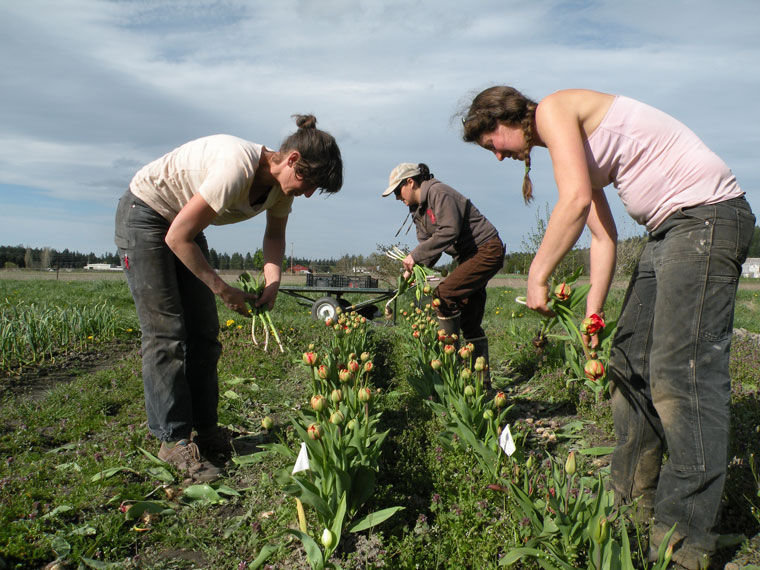 Gina Carlucci (left) picks tulips with Red Dog Farm owner Karyn Williams (center) and Alice Lee. Williams plants 40 varieties of tulips and 16,000 bulbs. The flowers are available at her stand in Chimacum and she'll also have them at her booth Saturday, April 4 at the opening of the Port Townsend Farmers Market. Photo by Allison Arthur