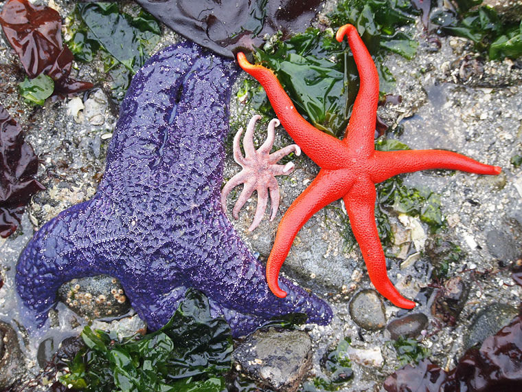 An ochre star, a sun star and a blood star lie on the beach at Indian Island County Park in June 2013. Photo submitted by Wendy Feltham