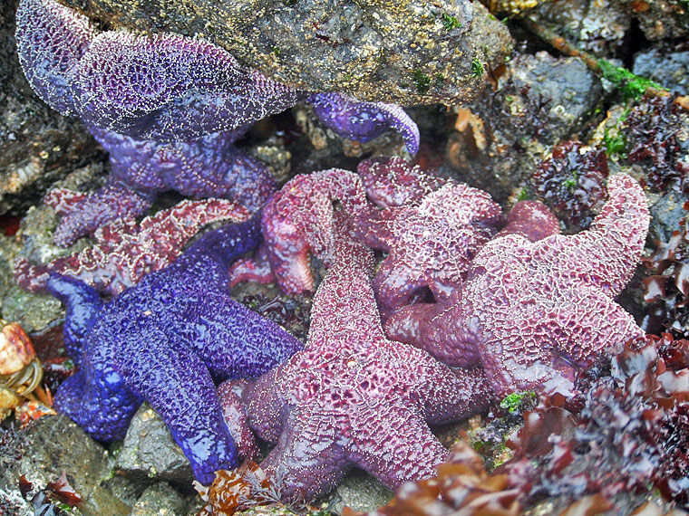 Healthy adult ochre stars hang out in the crevices of a jetty at Indian Island County Park in June 2012. Photo submitted by Wendy Feltham