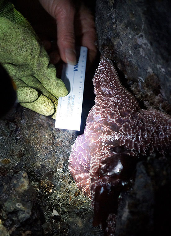 A volunteer measures the diameter of an ochre star on jetty rocks at Indian Island County Park on the evening of Feb. 16. A team of Port Townsend Marine Science Center staff and volunteers visited two monitoring plots to count and measure sea stars there. Photo by Nicholas Johnson