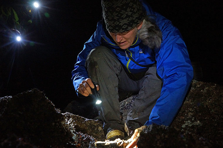 Chrissy McLean, marine program coordinator at the Port Townsend Marine Science Center, uses a flashlight to search crevices in jetty rocks at Indian Island County Park on the evening of Feb. 16. A team of Port Townsend Marine Science Center staff and volunteers visited two monitoring plots at low tide to count and measure sea stars there. Photo by Nicholas Johnson
