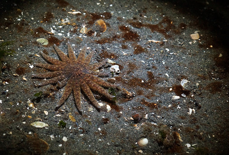 A sunflower star floats in shallow water at Indian Island County Park on the evening of Feb. 16. A team of Port Townsend Marine Science Center staff and volunteers visited two monitoring plots on breakwater jetty at low tide to count and measure sea stars there. Photo by Nicholas Johnson
