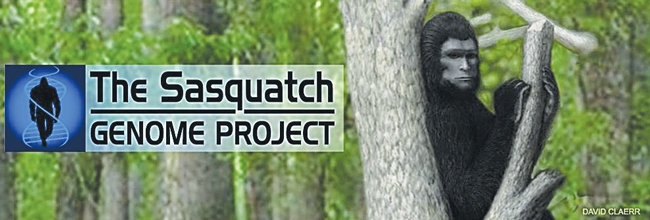 The mystery of whether Bigfoot, otherwise known as Sasquatch, could exist is taken a step further by Sasquatch Genome Project that includes evidence from the Olympic Peninsula that was gathered by a Jefferson County resident. This is the project's banner, with artwork by David Claerr.