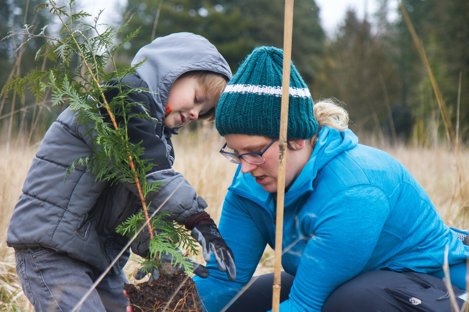 Brighton Stafford and Andrea Stafford work together to plant a cedar sapling at the 13th annual Plant-A-Thon hosted by the Northwest Watershed Institute near Quilcene.