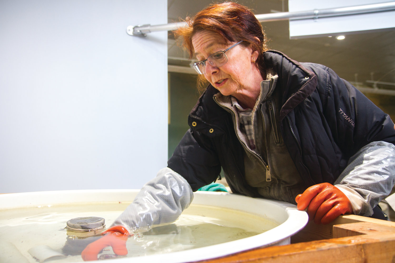 Dana Africa searches for stray abalone in the tank, so transfer to the Puget Sound Restoration Fund for release.