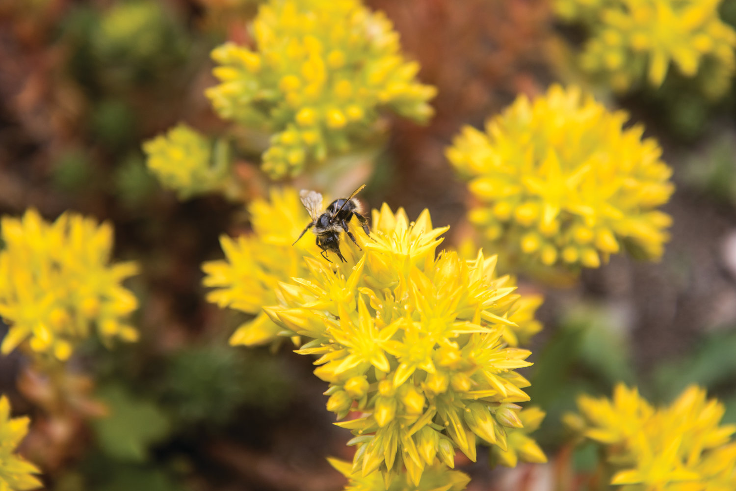 A bee is busy pollinating a yellow, flowering Spearleaf Stonecrop at the native plant garden.