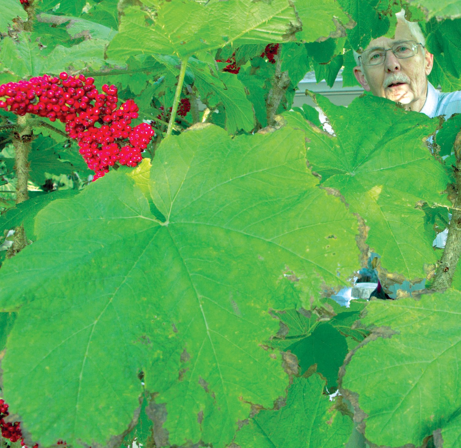 The plant has distinctive large leaves and red berries, along with massive thorns.