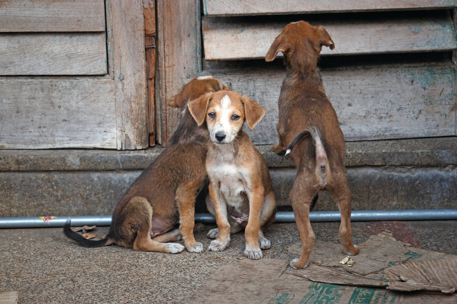 The Indian pariah dog is a self-domesticated pooch native to many cities in India, including Kolkata. The dogs are a constant presence who have learned to interact with local residents.
