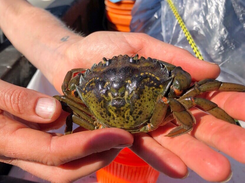 This European green crab was found by a member of the Washington Sea Grant Crab Team in Westcott Bay on San Juan Island.