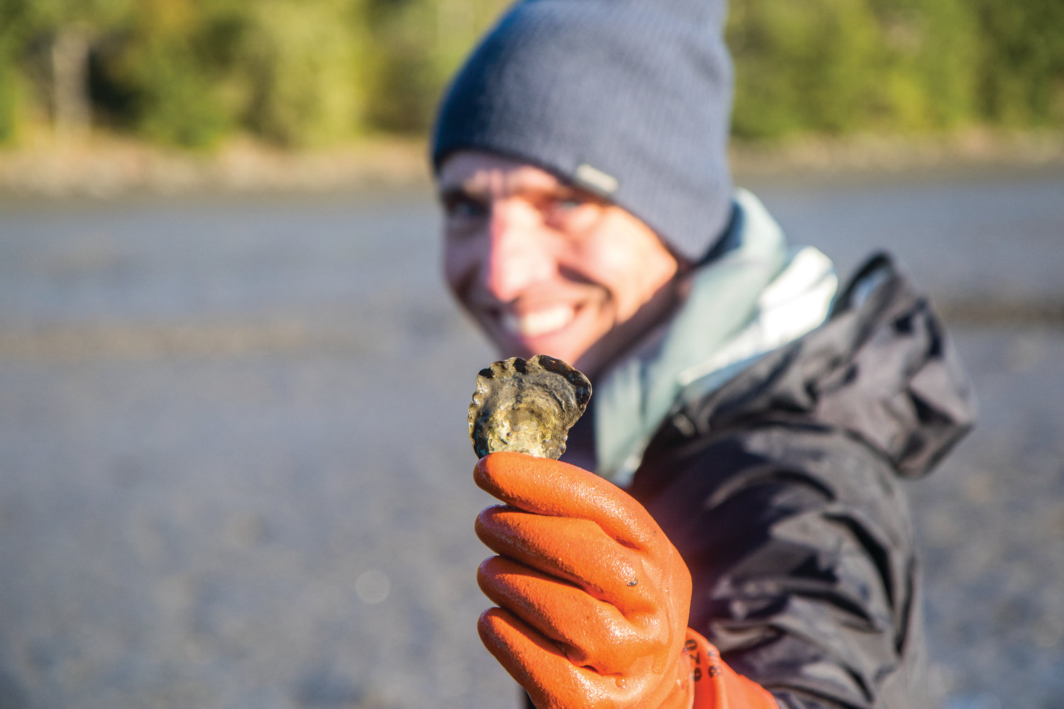 Environmental biologist Neil Harrington holds up an Olympia oyster. Smaller in size than the Pacific oyster that is found on dinner tables across the Pacific Northwest, the Olympia oyster is the only oyster that is native to this area.