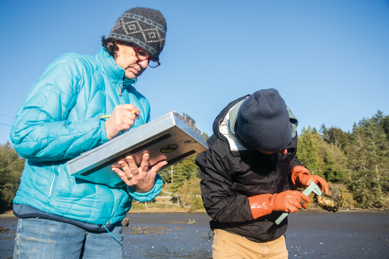 Marine Resource Committee member Sarah Fisken takes down the data as Neil Harrington measures Olympia oyster spat growing on Pacific oyster shells that MRC volunteers spread throughout Discovery Bay in the hopes of providing more surfaces for the oysters to grow on.