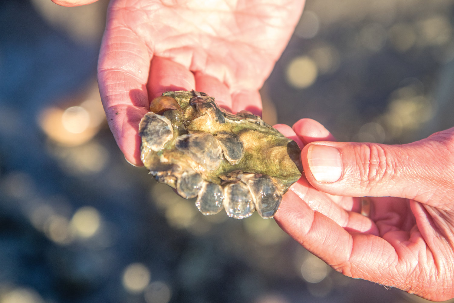 This oyster shell shows several Olympia oysters growing on it. After breeding, female Olympia oysters send out a planktonic larvae into the water. That larvae can stay alive for five to seven days before it either finds a surface, such as a shell, to cling onto and grow, or it dies. The purpose of spreading shell in the water is to provide a higher chance for the oysters to survive.