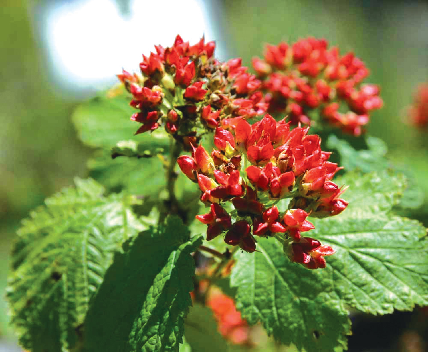 Pacific Ninebark (Physocarpus capitatus) is available for sale at this year’s Native Plant Sale. Orders can be made ahead of time at the Conservation District’s website, jeffersoncd.org. A large deciduous shrub that can grow to 15 feet tall, this plant prefers moist soil. Its dense matting root system makes it useful in stream-side stabilization and its peeling layers of cinnamon colored bark provides attractive winter interest.