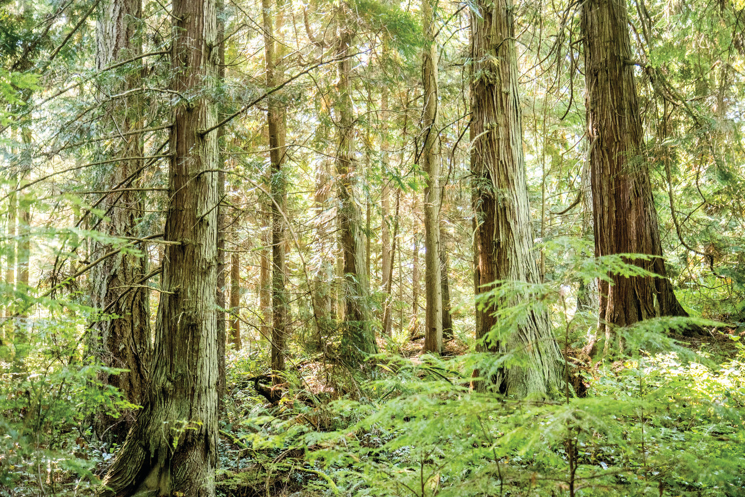 A stand of trees—all over 100 years old—has been determined to be “old growth” under the state Department of Natural Resources’ definition of old growth. Now the parcel, which is owned by DNR, is not going to be harvested.