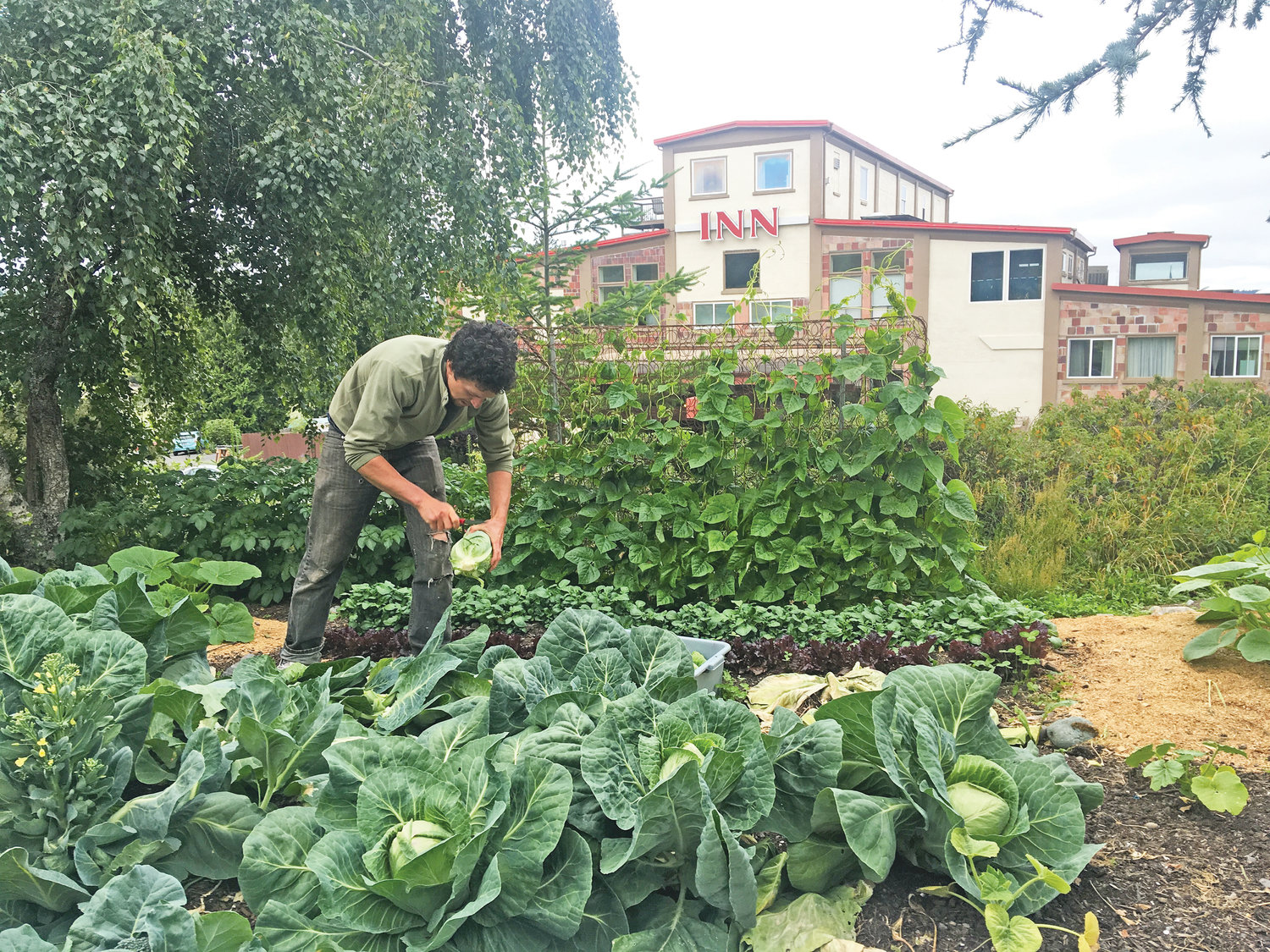Patrick Ryland picks cabbage from the community garden at the Old Alcohol Plant. The garden goes to serve the restaurant at the hotel, but also the residents of Bayside Housing, a transitional housing service for individuals experiencing homelessness.