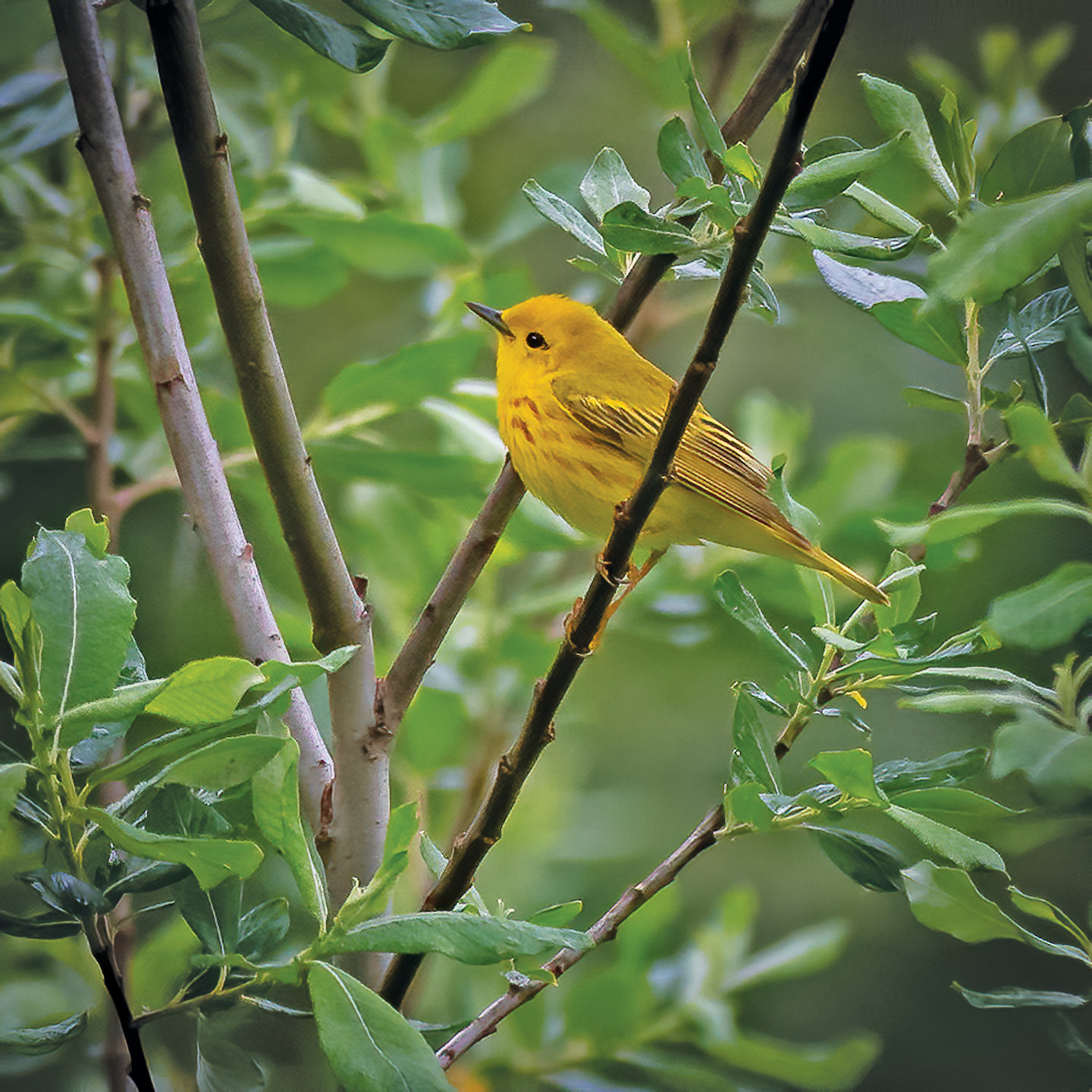 Yellow warblers, a neotropical migrant bird species, were spotted on several trips last spring in the Upper Tarboo Creek wetlands. The planned restoration of some wetland areas, by planting willow and other wetland shrubs to replace invasive reed canary grass, will help this species.