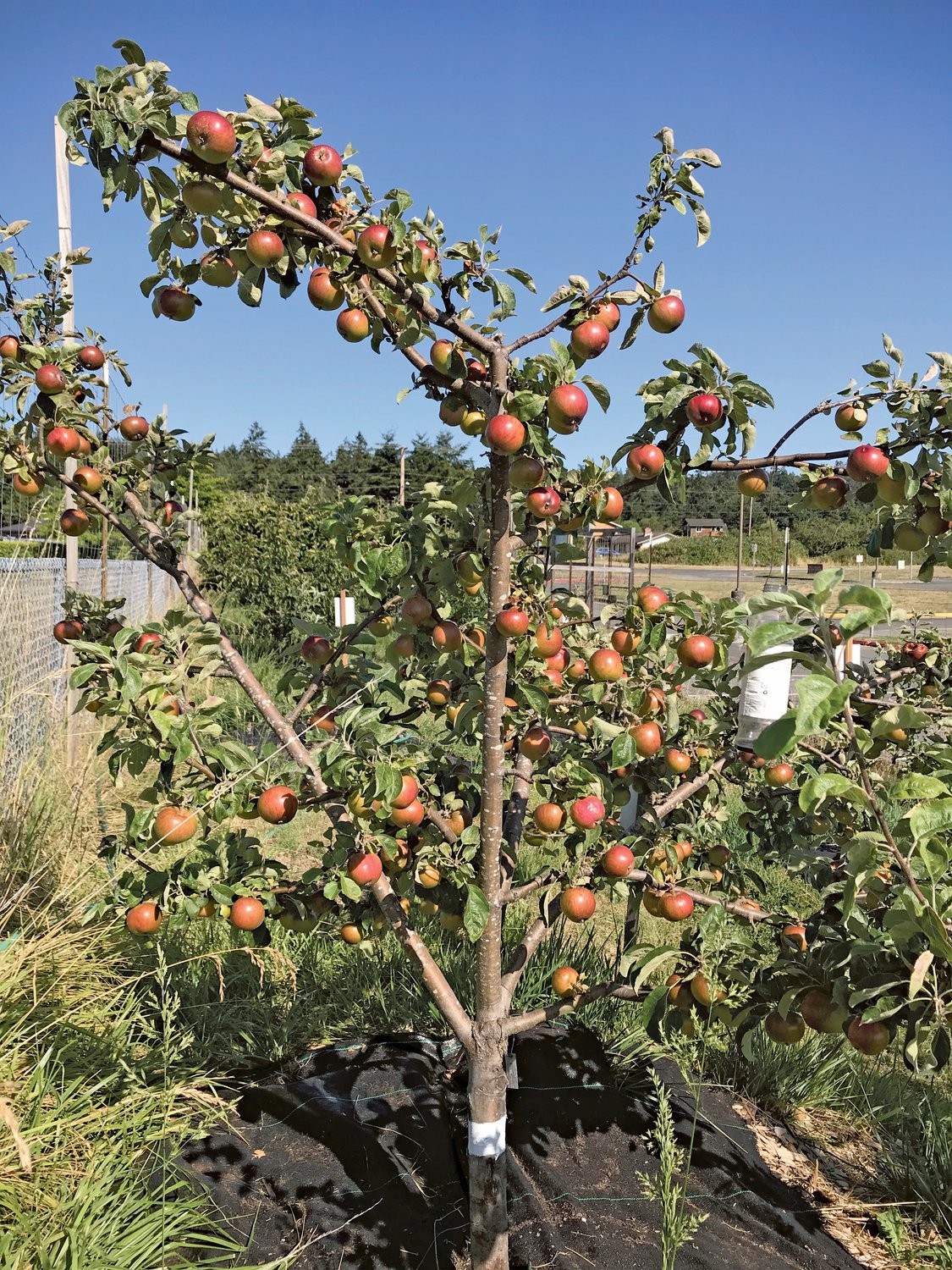 Many of the trees at the Blue Heron Orchard like this Melrose apple are pruned with an open framework, low enough for students to reach the fruit when it is ready to harvest.