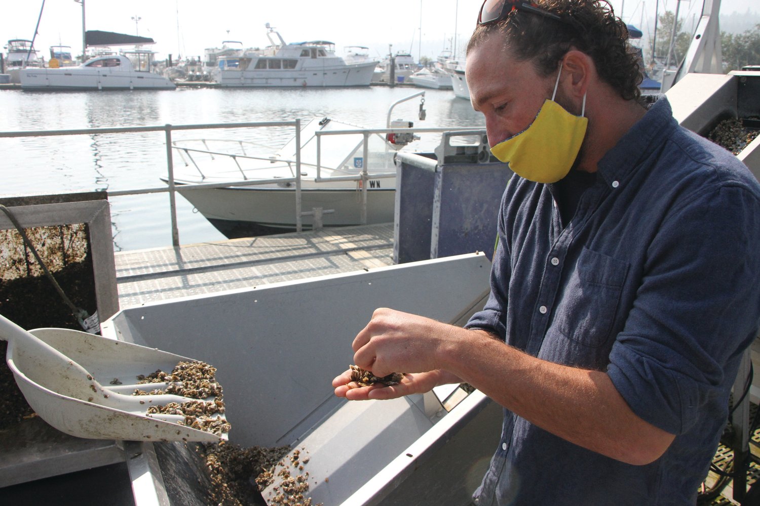 Ralph Riccio, a biologist with the Jamestown S’Klallam Tribe’s aquaculture program, holds up a handful of young Pacific oysters at the John Wayne Marina.