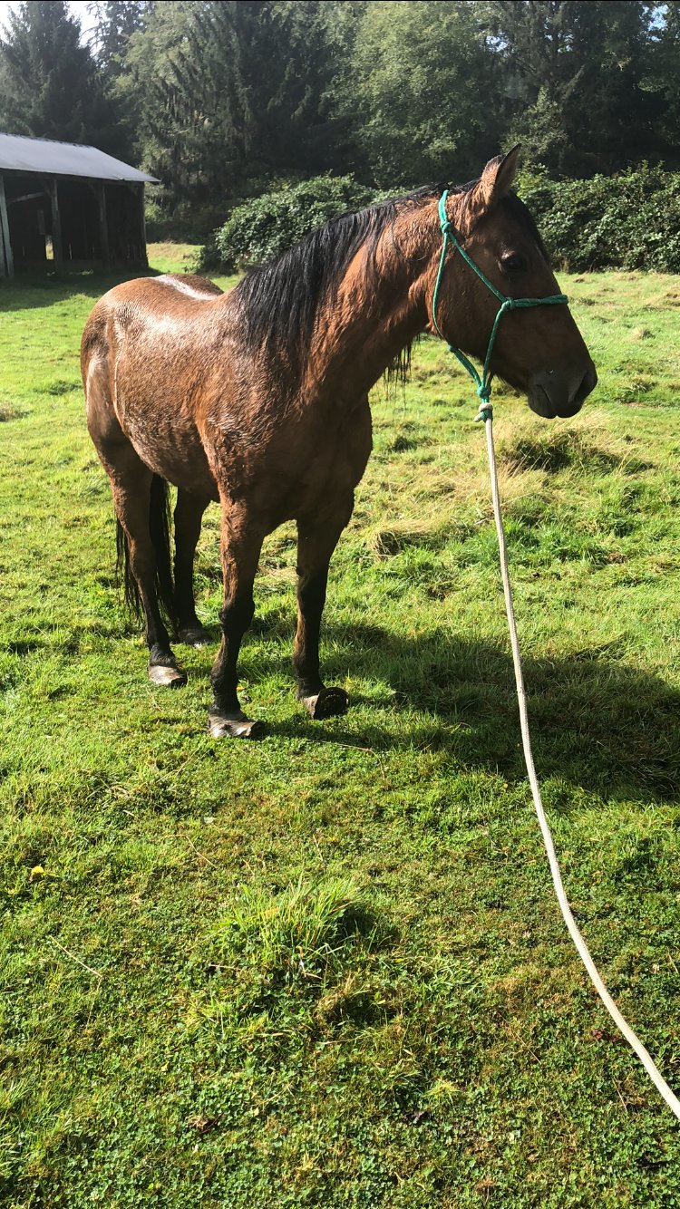 One of two neglected horses that were removed from a private residence between Kalaloch Ridge and Clearwater Road recently and taken to Center Valley Animal Rescue by the Jefferson County Sheriff’s Office.