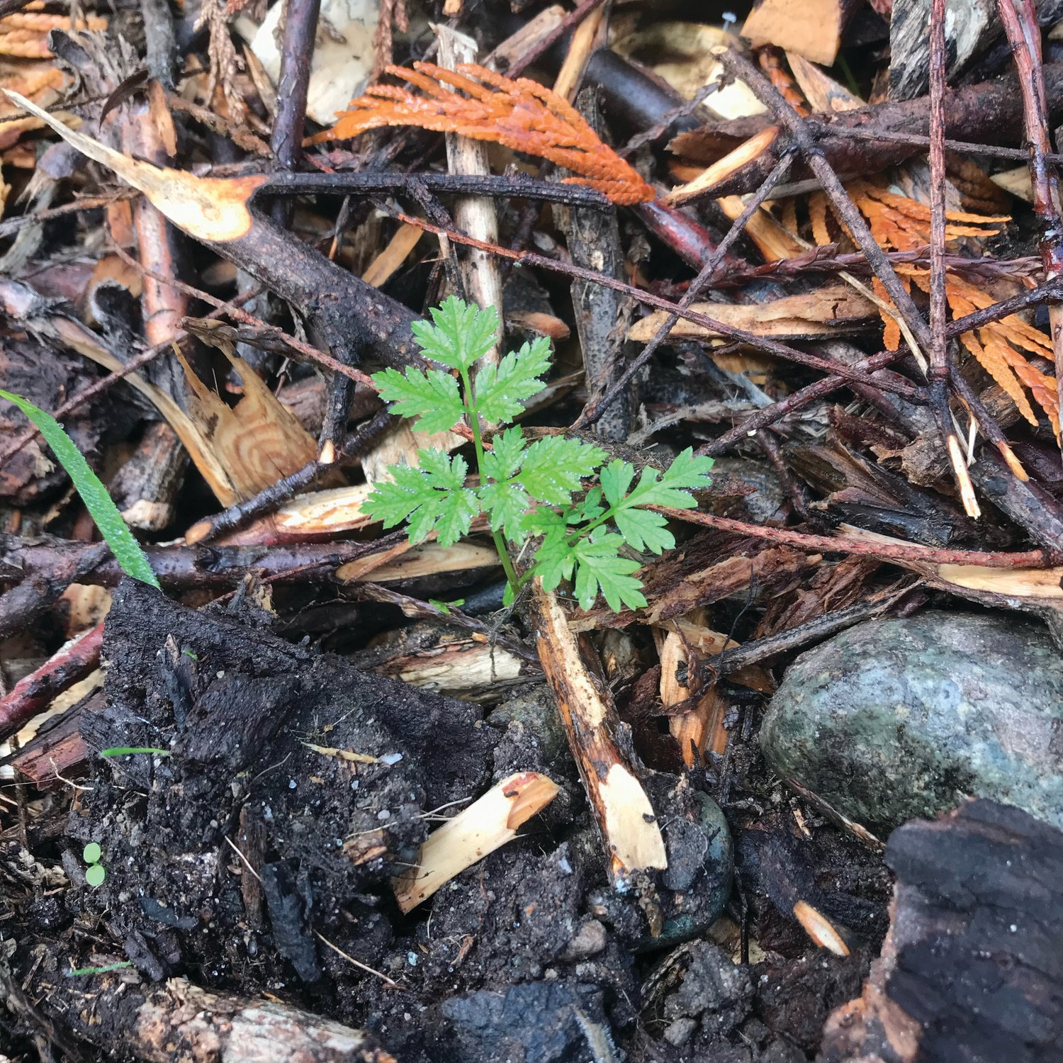 Poison hemlock seedling at the beginning of its biennial cycle. Carefully remove all parts of the plant using protective clothing and gloves.