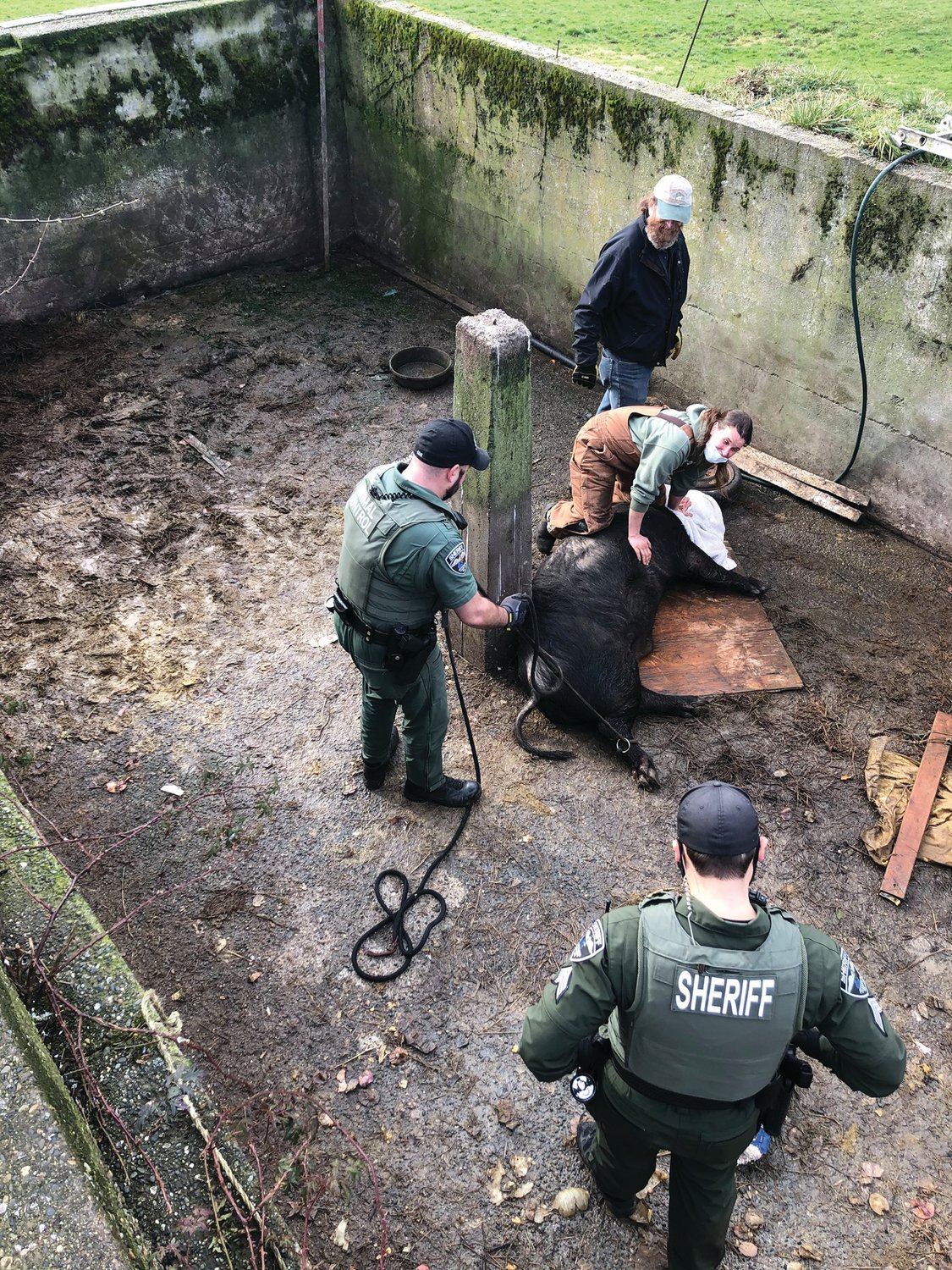 Sheriff’s deputies and helpers from the Central Valley Animal Rescue prepare to hoist a pig out of a pit in Chimacum last week.