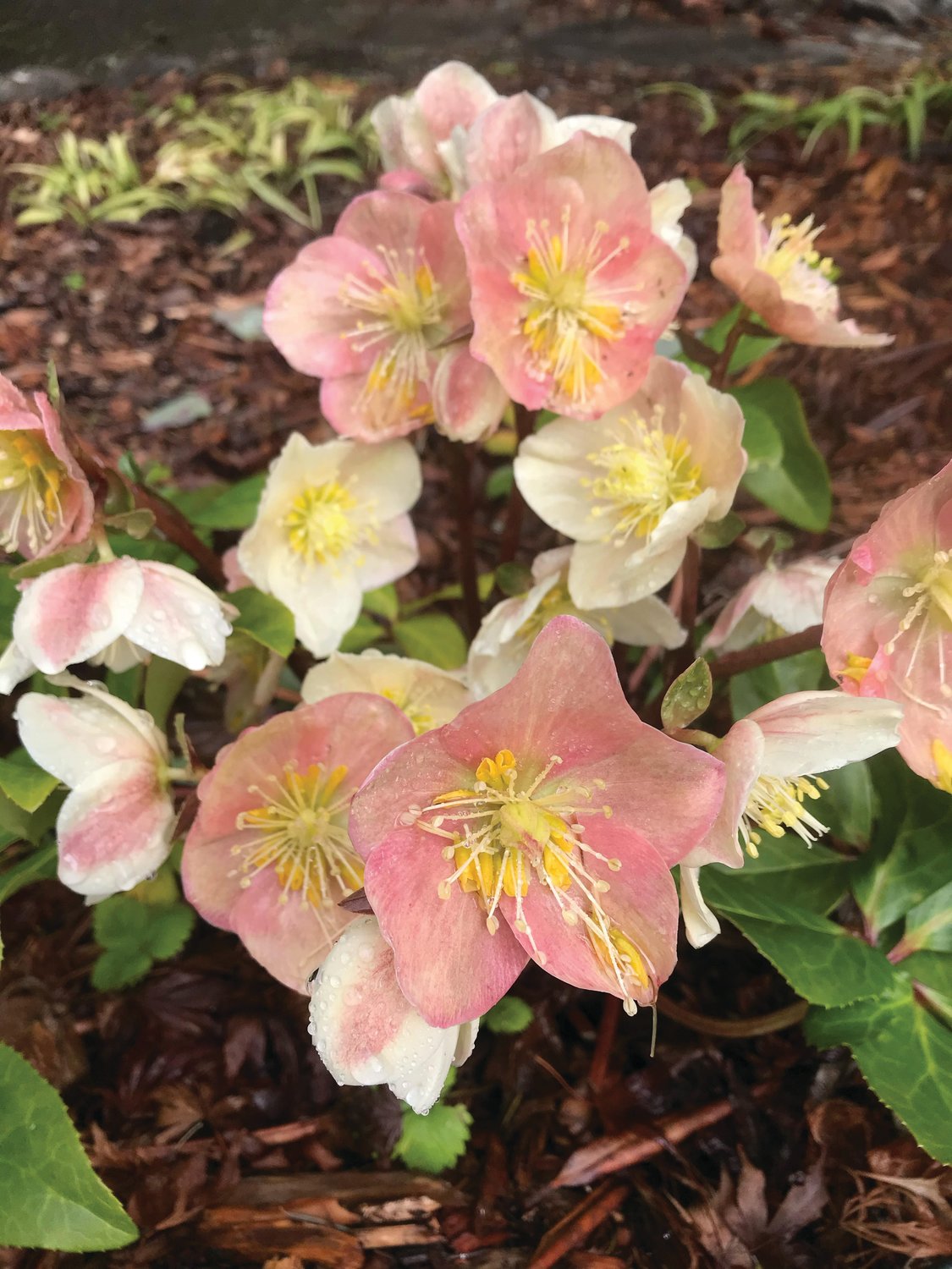 It’s easiest to save seeds from annuals, but biennials and perennials like this winter-blooming hellebore will also produce seeds that can be saved for replanting.