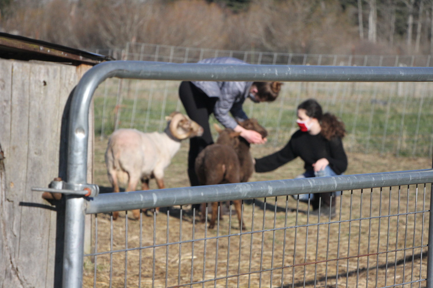 Sunfield students are actively involved in raising the myriad of young animals coexisting on their campus.