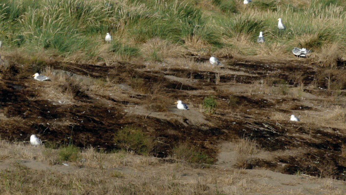 Glaucous-winged gulls returned to the island to find many of their nests destroyed by a fire that started Aug. 3. The cause of the fire is still under investigation.
