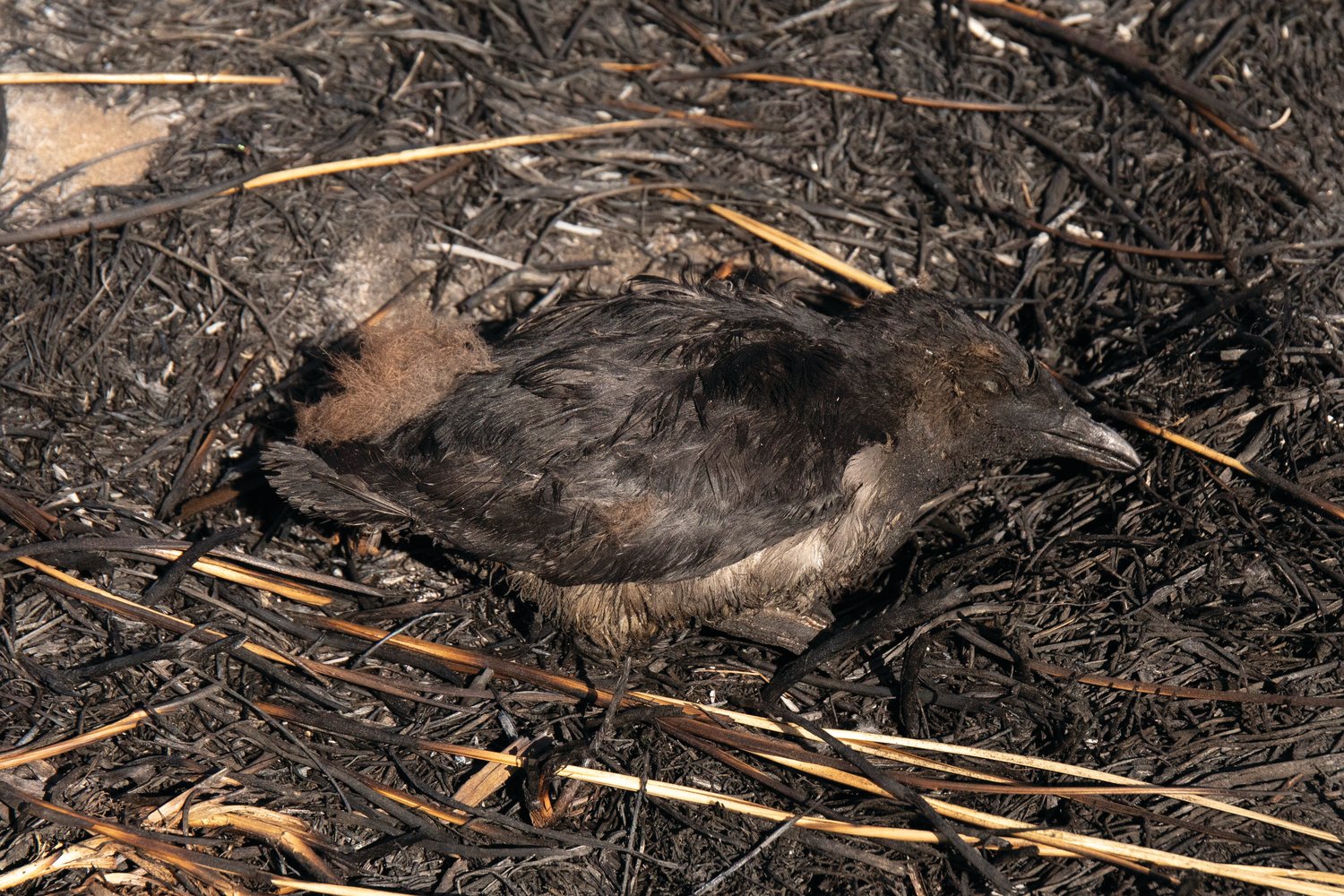 This rhinoceros auklet chick was one of many casualties caused by an Aug. 3 fire on Protection Island. Dry, combustible grasses contributed to the spread of the blaze, the cause of which is currently undergoing investigation.