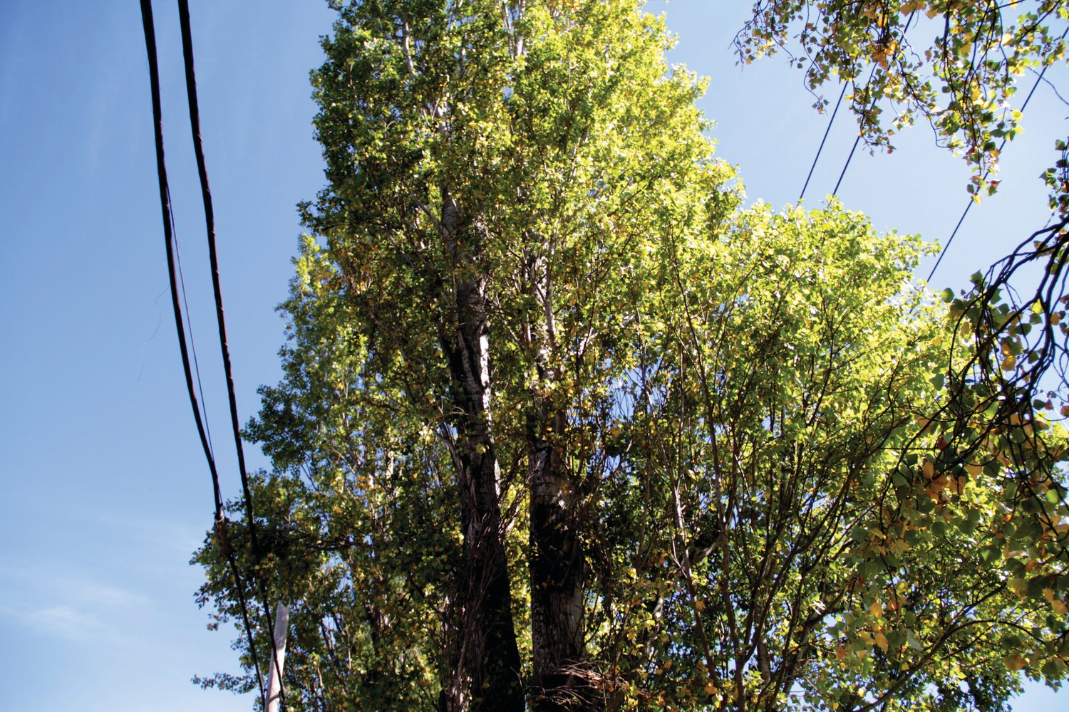 Local officials warn that the poplar trees along Sims Way are a safety hazard, because they are growing into power lines.