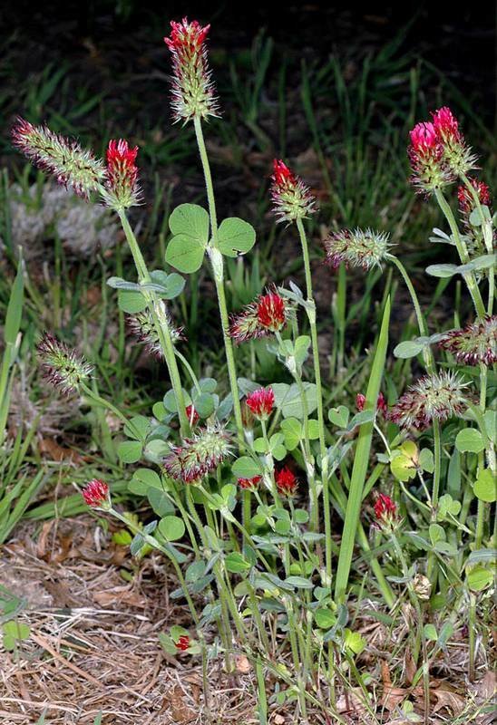 Crimson clover (trifolium incarnatum) is an excellent nitrogen source, soil builder, and erosion fighter. It does not produce excessive plant material and is easy to incorporate back into the soil.